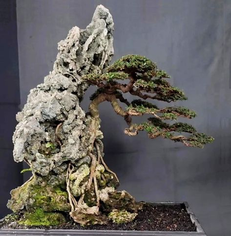 Bonsai On The Rock, Bonsai Nursery, Bonsai Forest, Bonsai Techniques, Fake Trees, Bonsai Art, Aquascaping, Bonsai Tree, Rock Art