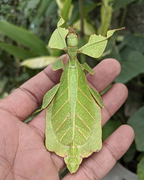 Leaf mantis.  Photo:  Dix Balino. Leaf Bug, Dont Be Mean, Stanford Pines, Cool Bugs, Types Of Fruit, Creepy Crawlies, Bugs, Insects, Brain