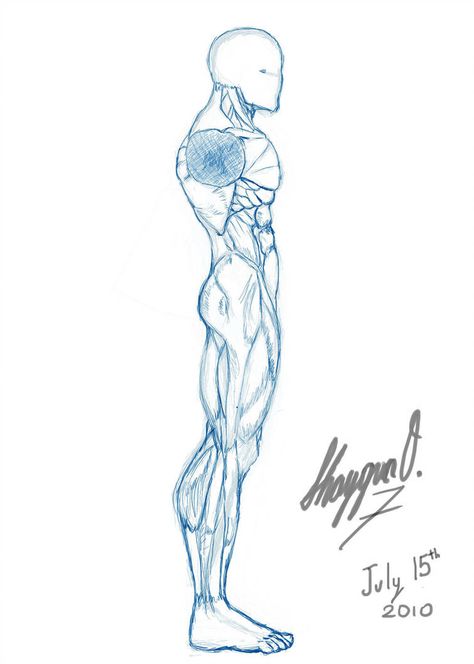 Male Anatomy Template: Side by Shintenzu Anatomy Template, Drawing Male Anatomy, How To Draw Muscles, Drawing Poses Male, Male Body Drawing, Side View Drawing, Male Anatomy, Profile Drawing, Man Anatomy