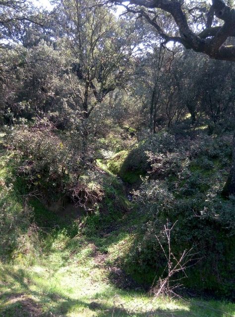 Mediterranean forest Dnd Setting, Mediterranean Forest, Background References, Mediterranean Landscape, Mediterranean Landscaping, Reference Pictures, Algarve, Tree Trunk, Pinterest Likes