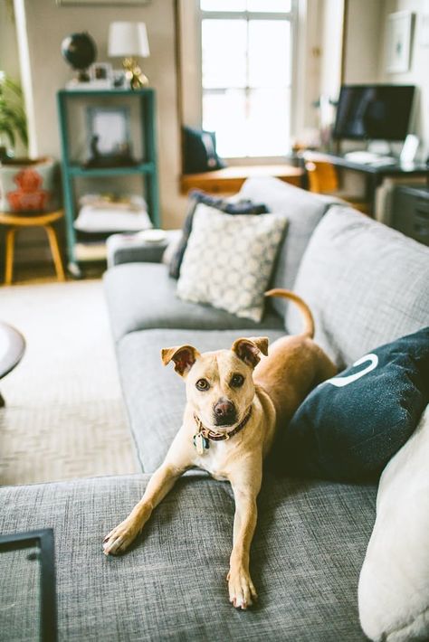 They share their home with dogs Eleanor Roosevelt and Martha Washington and cat Abigail Adams. Dog In Apartment, Apartment Photoshoot, Converted Warehouse Apartment, Pet Photoshoot, Abigail Adams, Warehouse Apartment, Converted Warehouse, Animal Photoshoot, Martha Washington