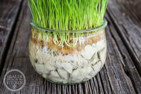 Cat Grass Indoor, Benny And Joon, Cat Grass, Cats Diy Projects, Cat Plants, Homemade Cat, Cat Hacks, Healthy Cat, Cat Garden