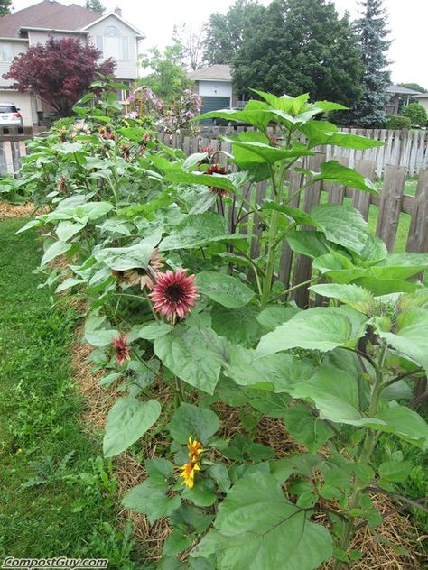 Sunflower Fence, Sunflower Privacy Fence, Sunflower Fence Line, How To Extend Fence Height For Privacy, Honey Suckle Plant Fence, Corner Lot Privacy Fence, Diy Privacy Fence, Lily Garden, Privacy Fences