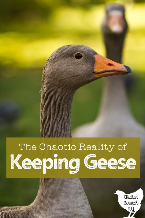 Geese On The Homestead, Gaggle Of Geese, Goose Enclosure Ideas, Backyard Geese, Pet Geese, African Geese, Pilgrim Geese, Farm Geese, Raising Geese