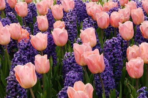 Spring Combination Ideas, Bulb Combinations, Plant Combinations, Flowerbeds Ideas, Spring Borders, Tulip Apricot Beauty, Hyacinth 'Blue Jacket, Tulipa Apricot Beauty, Hyacinthus Orientalis, Blue Hyacinth, Tulipe Apricot Beauty, Jacinthe Blue Jacket Flowers Quotes, Tulips Garden, Spring Bulbs, Plant Combinations, Fall Plants, Pink Tulips, Flowers Garden, Bulb Flowers, Beautiful Blooms