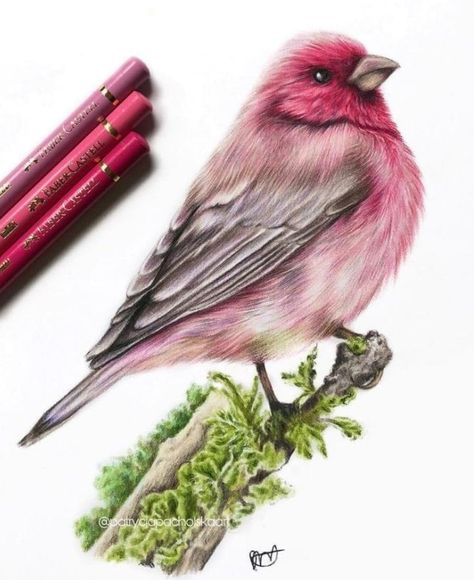 Colorpencils Drawing Animal, Realistic Bird Drawings Colour Pencil, Nature Colour Pencil Drawing, Bird Color Pencil Drawing, Colored Pencil Animals, Birds Pencil Drawing, Colored Pencil Art Ideas, Easy Colored Pencil Drawing, Pencil Colour Sketches