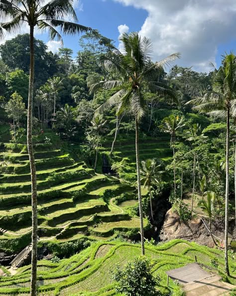 ubud, rice fields Ubud Rice Fields, Rice Field Bali, Thailand Rice Fields, Rice Fields Bali, Ubud Bali Aesthetic, Bali Rice Fields, Bali Baby, Bali Guide, Bali Honeymoon