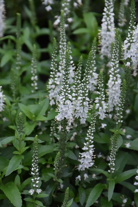 Click to view a full-size photo of White Wands Speedwell (Veronica 'White Wands') at The Growing Place Veronica White Wands, White Wands Veronica, Speedwell Veronica, Veronica White, White Veronica, Garden Border Edging, Garden 2023, Low Water Gardening, Plant Wishlist