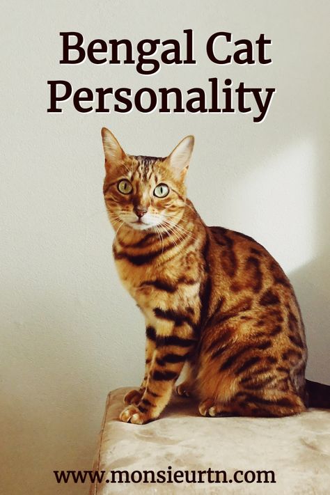 Bengal Cat Training, Bengal Cat Names, Bengal Cat Personality, Gato Bengali, Bengal Cat Kitten, Toyger Cat, Cat Personality, Calico Cats, Cat Run