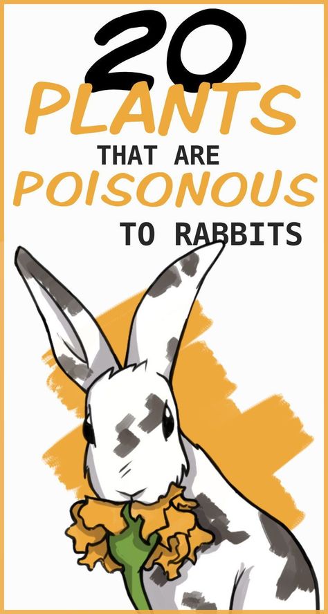 Rodent Enrichment, Dangerous Flowers, Rabbit Anatomy, Rabbit Enrichment, Rabbit Health, Potted House Plants, Bunny Things, Rabbit Facts, Common Garden Plants