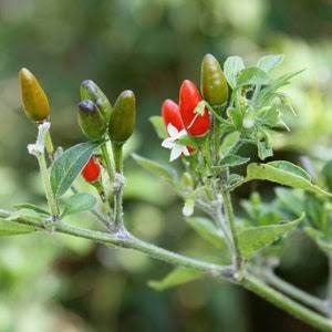 Make Salsa, Pepper Plant, Garden 2023, How To Make Salsa, Dried Peppers, Plant Seedlings, Pepper Plants, Seed Germination, Hottest Chili Pepper