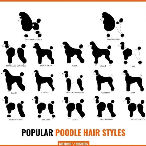 Standard Poodle Ear Styles, Poodle Styles, Poodle Teddy Bear Cut, Standard Poodle Grooming, Poodle Haircuts, Poodle Haircut Styles, Dog Haircut, Pets Stuff, Teddy Bear Puppies