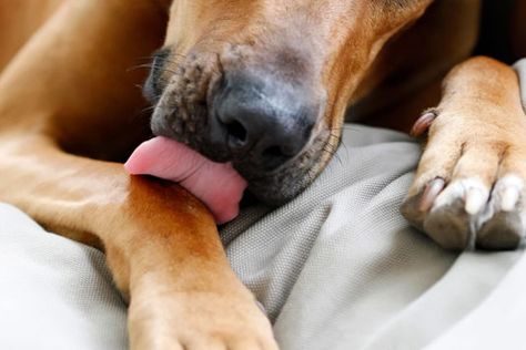 When your dog suddenly becomes obsessed with licking his paws, you should definitely pay attention The post Why Do Dogs Lick Their Paws? 8 Common Reasons and How to Stop It appeared first on Reader's Digest. How To Teach Your Dog To Wipe His Paws, Dog Limping Front Leg, Benefits Of Downward Dog, Why Dogs Lick Their Paws, Why Do Dogs Lick, Home Remedies For Fleas, Dog Illnesses, Pet Remedies, Animal Protein