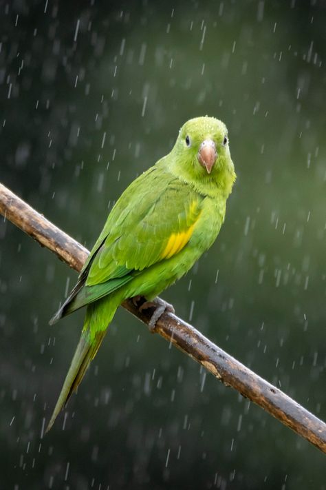 Explore the vibrant green parakeet and other stunning green birds native to Florida. Get a glimpse with jaw-dropping photos. Green Parakeet, Majestic Birds, Monk Parakeet, Florida Wildlife, Green Birds, Bird Facts, Green Heron, Painted Bunting, Inktober 2024