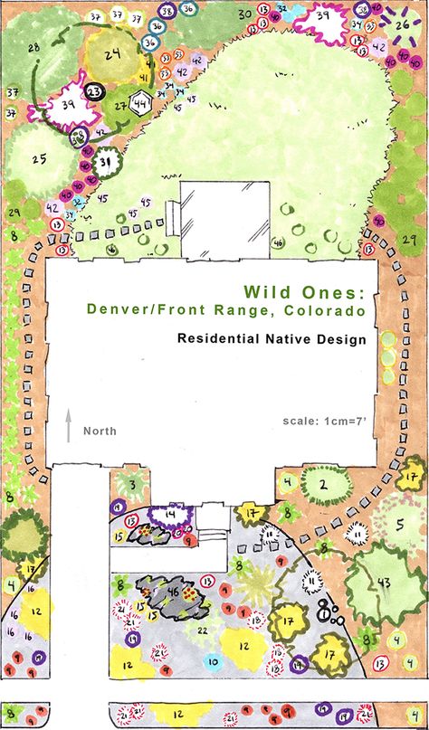 Denver/Front Range - Native Garden Designs Denver Landscaping Ideas, Utah Front Yard Landscaping, Colorado Backyard Landscaping, Wyoming Gardening, Iris Landscaping, Denver Landscaping, Denver Garden, Utah Garden, Colorado Backyard