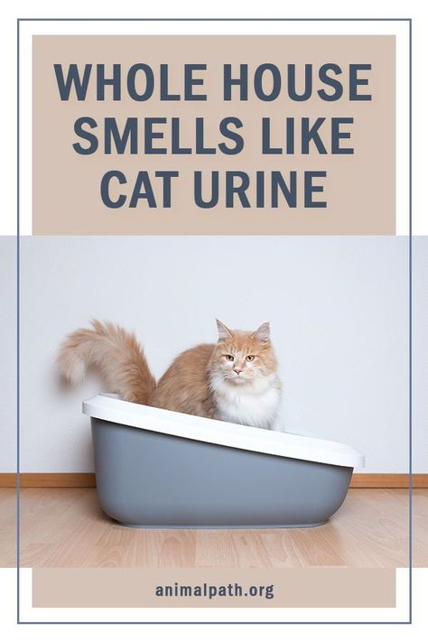 Eliminating Cat Urine Smell, Cat Cleaning Tips House, How To Get Out Cat Urine Smell, How To Eliminate Cat Urine Odor, Getting Cat Urine Smell Out, How To Get Rid Of Cat Urine Smell Houses, Best Way To Get Rid Of Cat Urine Smell, How To Remove Cat Pee Smell, Remove Cat Urine Smell From Carpet