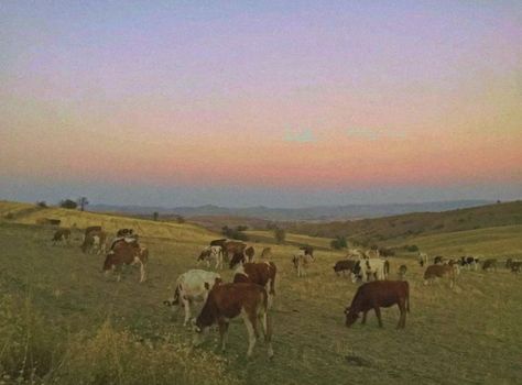 Cow Farm Aesthetic, Cow In A Field, Cows In A Field, Cow Landscape, Cow Field, Aesthetic Farm, Scenery Aesthetic, Mac Backgrounds, Cow Pasture