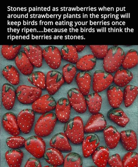 Strawberry Rocks, Daily Ideas, Strawberry Plants, Have Inspiration, Seasonal Crafts, Veggie Garden, Edible Garden, Lawn And Garden, Permaculture