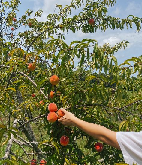 Peach pickin’ 🍑 a super fun summer activity!! • • • #freshfruit #fruitpicking #peachpicking #summerfruits #summeractivity #pinterestsummer #pinterestgirls #pinterestgirlaesthetic #discoverunder Peach Picking, Picking Fruit, Green Aura, Fruit Picking, Fun Summer Activities, Summer Activity, Fruit Garden, Summer Fruit, Pinterest Girls