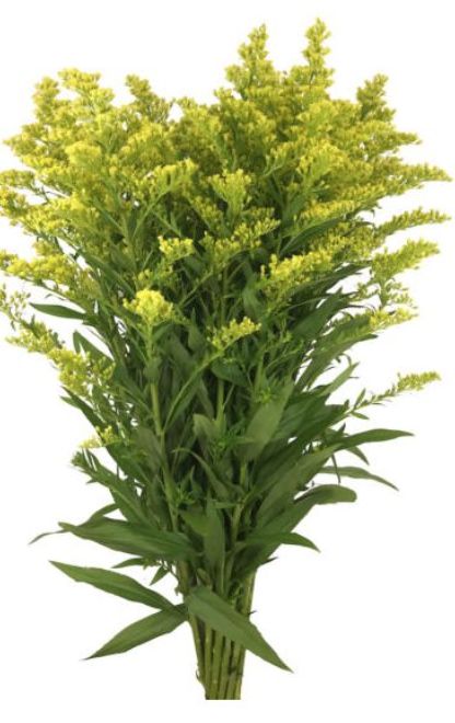 Solidago - Solidago Solidago Flower, Floral Design Classes, Filler Flowers, Flower Identification, Stock Flower, Flower Guide, Design Flower, Fall Scents, Stay Inspired