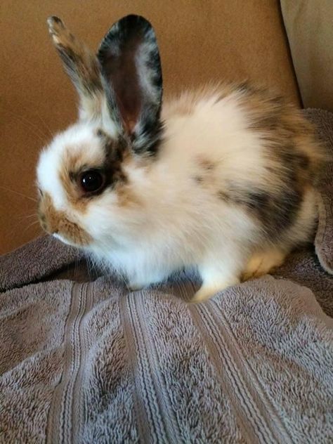 Bunny Colors, Baby Bunny, Baby Bunnies, Having A Bad Day, Rabbits, Cute Animals, Animals, Hair