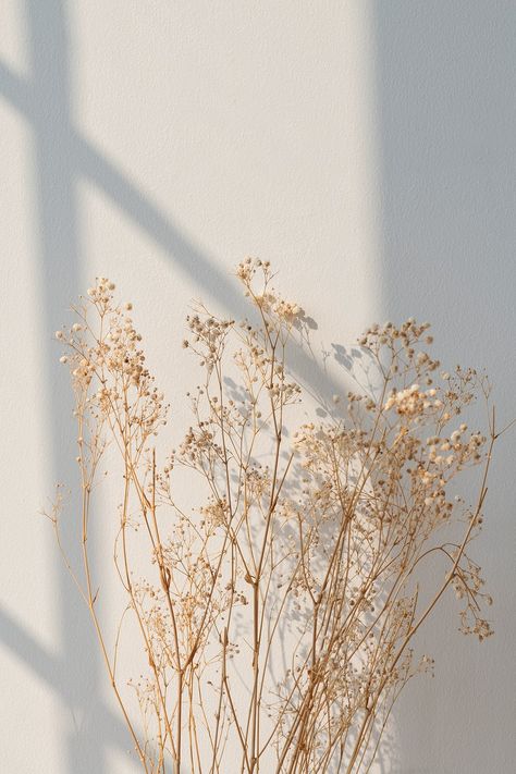 Babys Breath Aesthetic, Breath Aesthetic, Baby Breath Flower, Dried Gypsophila, Window Shadow, Pastel Background Wallpapers, Birthday Post Instagram, Beige Wall, Baby Breath