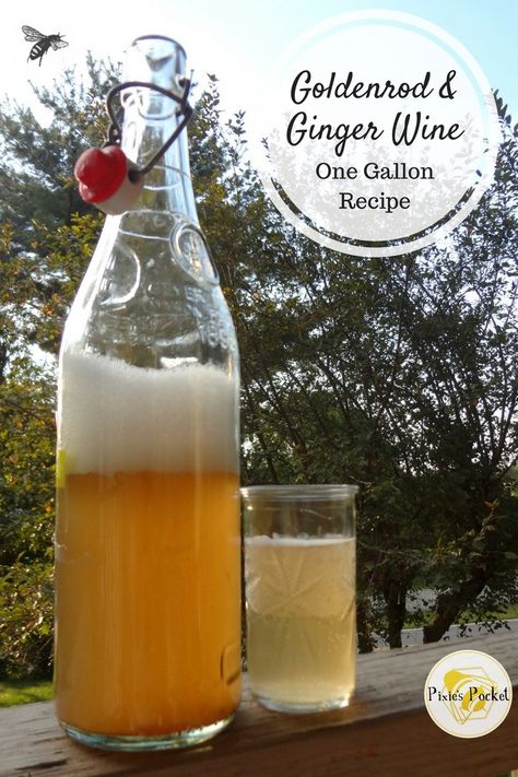 Goldenrod and Ginger Wine - one gallon recipes from pixiespocket.com Ginger Wine, Mead Wine, Mead Recipe, Wine Recipe, Pinot Noir Wine, Foraged Food, Fermentation Recipes, Homemade Wine, Herbal Drinks