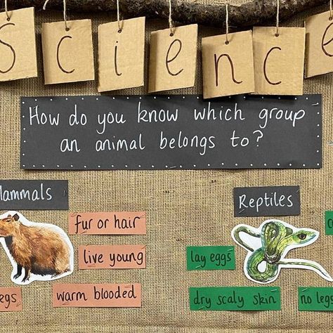 @life_of_miss_bee_ks1 on Instagram: "🐍 Science working wall 🦎

In science we have been learning about different animals. The children are great at identifying which animal belongs to each group. 

#ks1science  #ks1provision #ks1teacher #ks1classroom #ks1workingwall #scienceworkingwall" Animals Including Humans Ks1, Ks2 Display, Ks1 Classroom, Year 1 Classroom, Dry Scaly Skin, 2 Animals, Working Wall, Continuous Provision, Different Animals