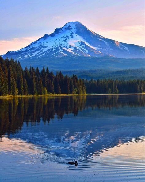 Trillium Lake In Oregon, USA 📷: [instagram.com/ezra_rogers_photography] Trillium Lake, Oregon Usa, Oregon, Road Trip, Lake, Road, Photography, Travel, Quick Saves