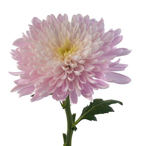 Flower Identification, Wild Ones, Chrysanthemum, Light Pink, Blush, Google Search, Plants, Flowers, Pink