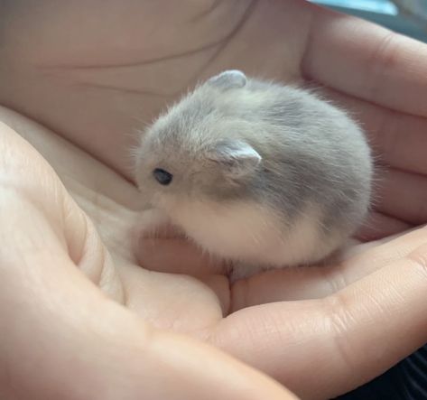 cute little baby hamster Hamsters Cute, Hamster Aesthetic, Pets Hamster, Tiny Baby Animals, Hamster Cute, Bear Hamster, Hamster Pics, Small Hamster, Hamster Meme