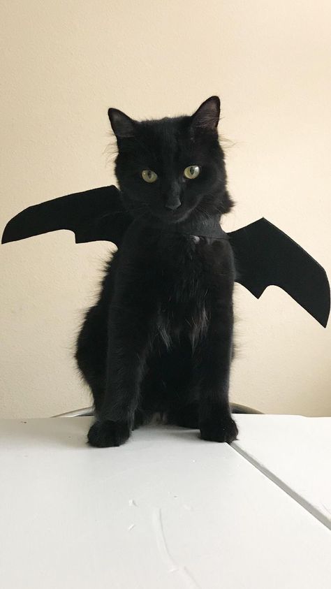 Black Cat Aesthetic, Cat Cosplay, Pet Halloween Costumes, A Black Cat, Cats Illustration, Cat Costumes, Pet Costumes, Silly Cats, Cat Clothes