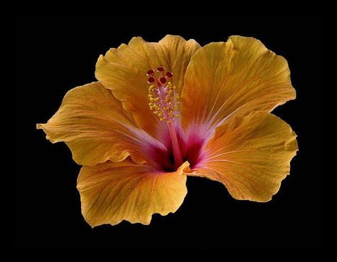 •♥• Yellow hibiscus Flowers Black Background, Tattoo Posters, Orange Icons:), Yellow Hibiscus, Carnival Of Venice, Nothing But Flowers, Iphone Wallpaper Photos, Flower Therapy, Rare Flowers