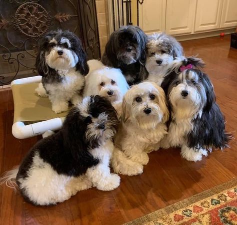 Get to know Heart 2 Heart Havanese in Alabama. See puppy photos, reviews, health information. Easy to apply. Find the best Havanese for you. Dog Organization, Selective Breeding, Havanese Puppies, Good Dog, Hip Dysplasia, Getting A Puppy, Health Information, Puppy Photos, Large Dog Breeds