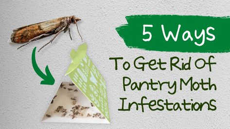 5 Ways To Get Rid Of Pantry Moth Infestations: What Are Pantry Moths? | Best For Your Home How To Get Rid Of Moths In Pantry, How To Get Rid Of Pantry Moths, Getting Rid Of Moths, Types Of Moths, Essential Oils For Laundry, Pantry Moths, Natural Repellent, Household Pests, Stink Bugs