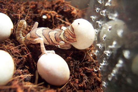 Pictus Gecko (Paroedura picta) | Sometimes hatching doesn't … | Flickr Pictus Gecko, Jurassic Terrarium, Animal Fun, Animal References, Leopard Gecko, Reptiles And Amphibians, Cool Pets, Gecko, Amphibians