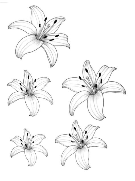 Lily Flower Outline, Tiger Lily Drawing, Lilya 4 Ever, Lily Flower Drawing, Lily Drawing, Lilies Drawing, Real Tattoos, Flower Outline, Real Tattoo