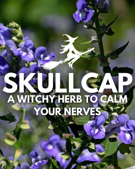 🎃 Happy Halloween!! We're brewing up something special for you! 🧙‍♀️ Introducing our latest blog, "Skullcap: A Witchy Herb to Calm Your Nerves." 🌿 In this post, we dive into the benefits of nervines and how they can support us in times of stress. Plus, we'll share all the amazing properties of skullcap - one of the best nervines out there! 🌟 #halloween #witchyvibes #herbalism #nervines #skullcap #calm #stressrelief #naturalremedies #commentbelow Skull Cap Benefits, Skull Meaning Witchcraft, Skullcap Benefits, Scullcap Plant, Tincture Benefits, Skullcap Magical Properties, Skullcap Herb, Mental Health Symptoms, Witch Garden