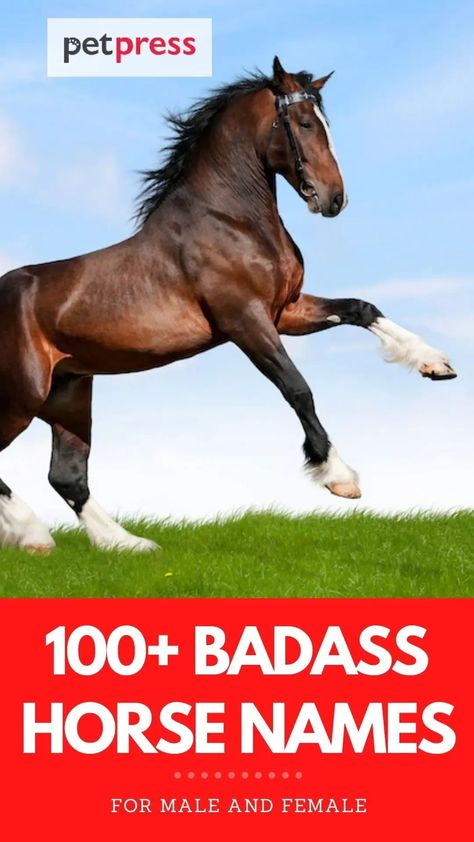 Are you looking for badass horse names? Check out this list of over 100 badass horse names for both male and female horses. Female Horse Names, Best Horse Names, Lucky Number Slevin, Badass Female, Male Horse, Mister Ed, Female Horse, Barrel Horse, Horse Names