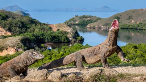 Komodo dragon teeth get their strength from an iron coat Pulau Komodo, Komodo National Park, Sailing Cruises, Komodo Island, Komodo Dragon, Wildlife Safari, Se Asia, Island Tour, Komodo