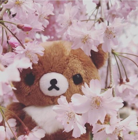 #stuffedanimals #stuffed #animals #aesthetic Rilakkuma, Forex Strategy, New Products, Teddy Bear, Flowers, Pink