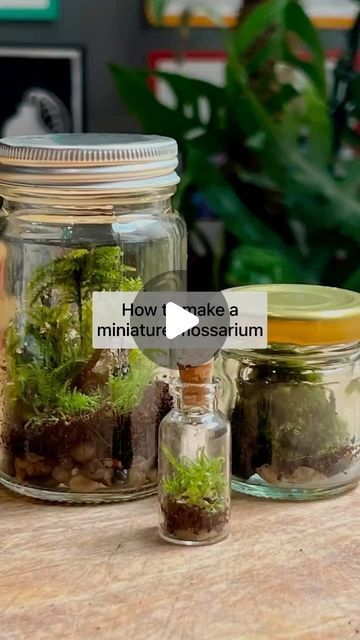 Mud & Bloom on Instagram: "🫙 🌱 Make a miniature mossarium

Building a mossarium, is really fun - it’s like creating your own mini world! It’s also great for exploring different mosses as well as learning about the water cycle. You can use any small, clear jar or bottle to make a mossarium.

We’ve written a blog post about how to make one here: www.mudandbloom.com/blog/miniature-mossarium

By @denisekhope 

#mossarium #terrarium #moss #mosses #outdoorlearning #exploringnaturewithchildren #mudnbloom #mudandbloom" Water Terrarium, Build A Terrarium, Terrarium Moss, Bottle Terrarium, Terrarium Jar, The Water Cycle, Small Terrarium, Mini World, Moss Terrarium