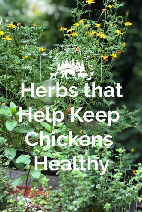 What Herbs Keep Chickens Healthy? - Timber Creek Farm Best Chicken Coop Design, Plants For Chicken Run, Chicken Grazing Boxes, Chicken Plants, Chickens In The Garden, Plants For Chickens, Chicken 101, Chicken Rearing, Yard Chickens