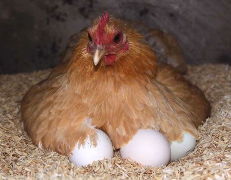 Leadership lesson from a mother hen - Tribune Online Best Laying Chickens, Barred Rock, Best Egg Laying Chickens, Hatching Chicks, Prosthetic Leg, Oh Dear, Silver Lace, Chicken Eggs, Chickens Backyard