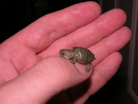 Tiny Baby Animals, Pet Turtle, Cute Reptiles, Cute Small Animals, Cute Animals Puppies, Baby Animals Pictures, Cute Turtles, Baby Turtles, Super Cute Animals