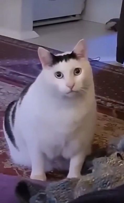 The Huh Cat, Confused Cat Reaction, Funny Cats Video Memes, Video Cats Funny, Funny Cute Cats Videos, Random Cat Pics, Animal Funny Videos, Cat Meme Faces, Black Cat Videos