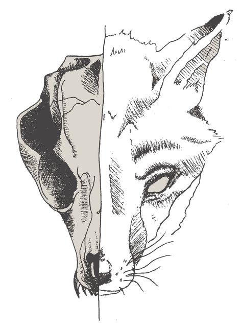 Fox Skull Tattoo Design, Fox Skull Reference, Fox Skeleton Drawing, Gothic Fox Tattoo, Fox Skull Art, Fox Skull Drawing, Fox Skull Tattoo, Fox Skeleton, Fox Anatomy