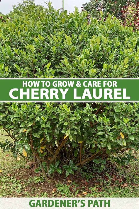 Cherry Laurel Shrub, Skip Cherry Laurel Hedge, Cherry Laurel Landscaping, Schip Laurel Hedge, Mountain Laurel Shrub, Cherry Laurel Tree, Carolina Cherry Laurel, Schip Laurel, Cherry Laurel Hedge