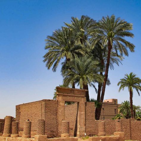 What kind of plant would save your life when lost in Egypt desert? -the date-palm trees. In fact, through eating its sugar-laden fruits, ancient visitors can survive from such thirsty land. Egyptian Palm Tree, Najdi Architecture, Oasis Aesthetic, Egypt Desert, Ancient Egypt Aesthetic, Date Palm Tree, Egyptian Desert, Azza Fahmy, Egyptian Theme