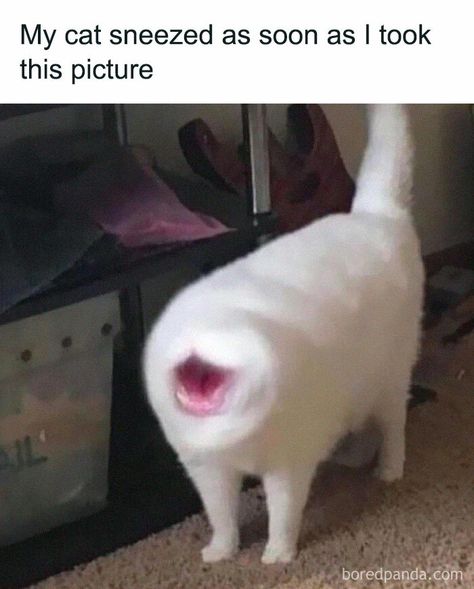 Cat Sneezing, Blurry Pictures, Silly Cats Pictures, Cat Meme, Funny Animal Jokes, Silly Animals, Memes Humor, Funny Cat Pictures, Cat Aesthetic